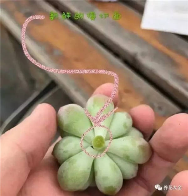 Mild Root Rot