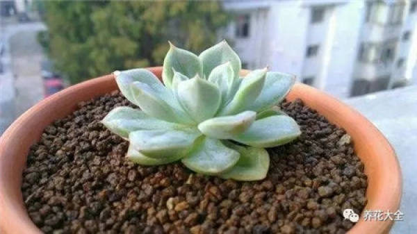 Mild Root Rot