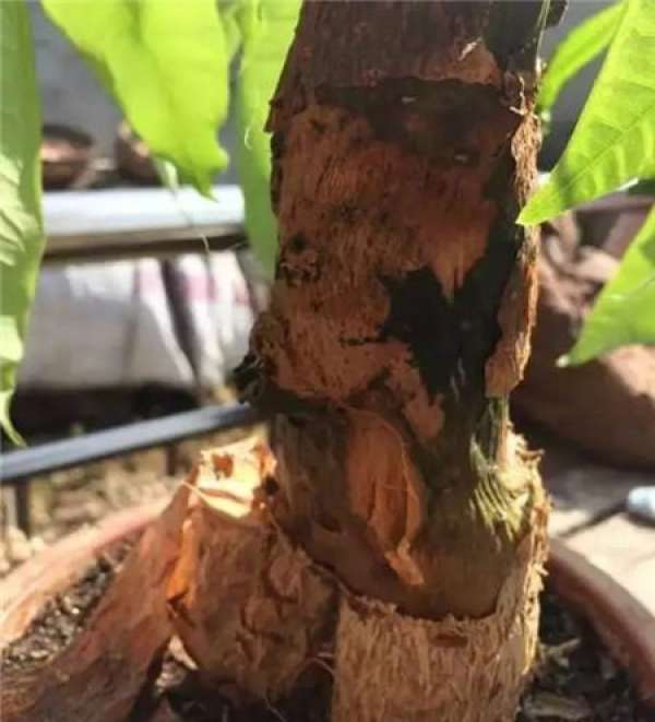 Mild Root Rot