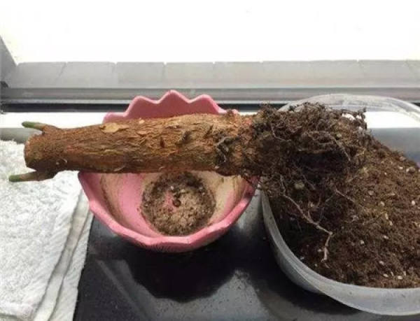 Mild Root Rot
