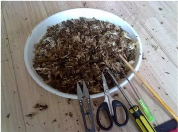 Mild Root Rot