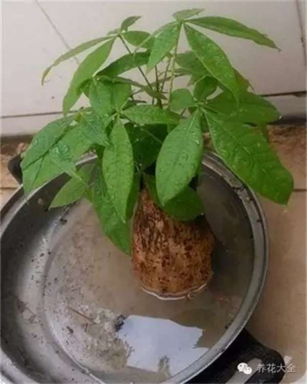 slightly rotten root