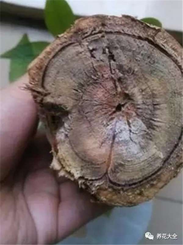 slightly rotten root