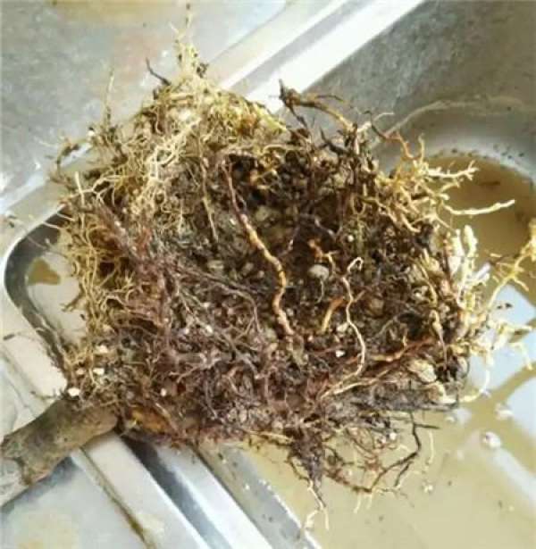 Cleaning root system