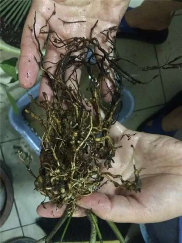 Cleaning root system