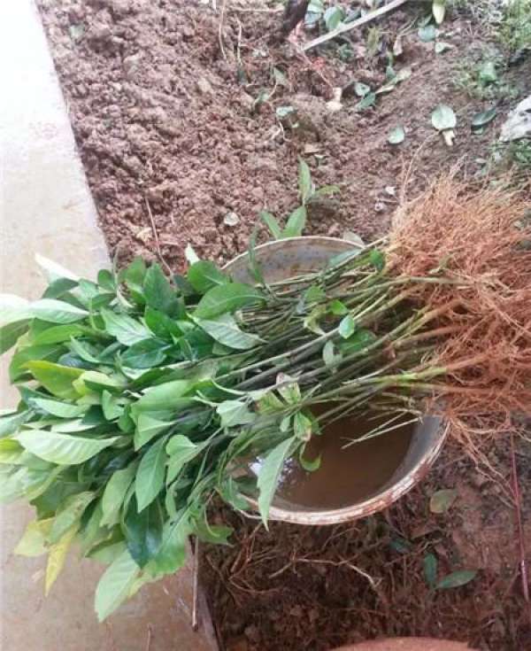 Cleaning root system