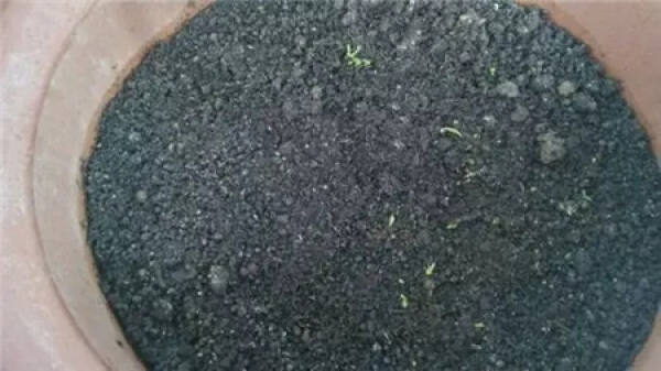 Cleaning root system
