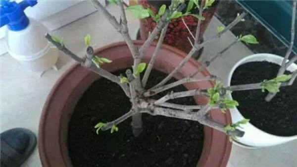 Cleaning root system