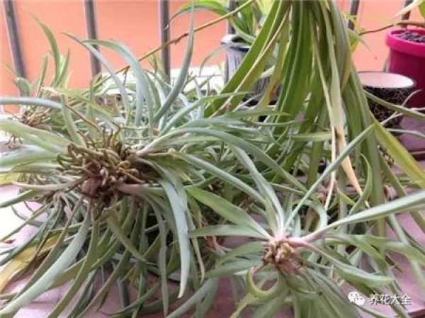 Cleaning root system