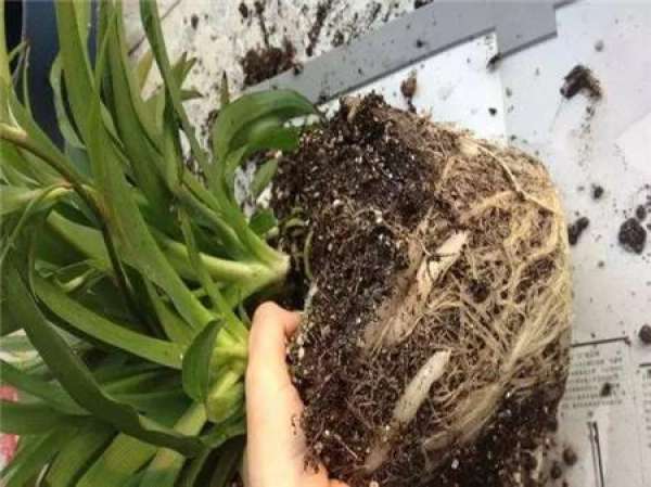 Cleaning root system