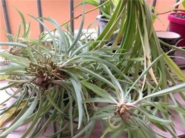 Cleaning root system