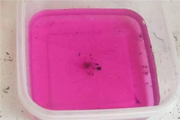 Cleaning root system