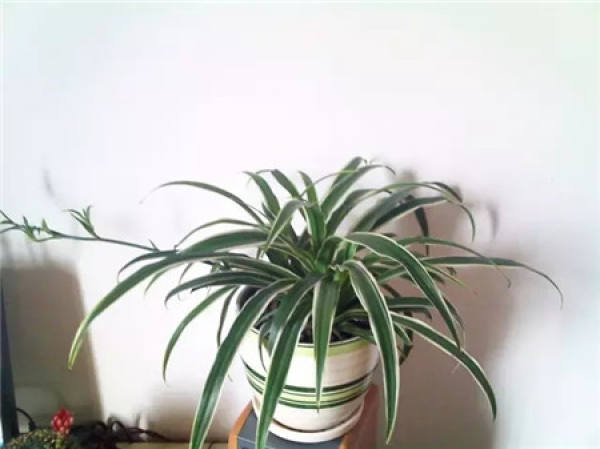 Chlorophytum comosum repotted
