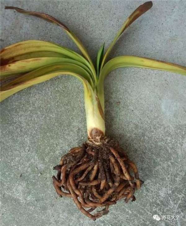 Clivia miniata