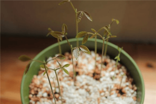 Longan