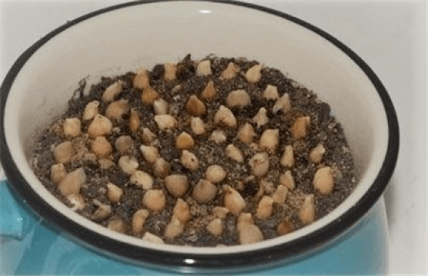 Longan