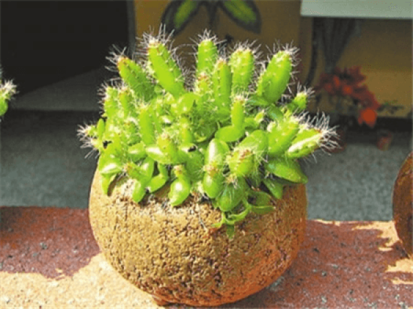 Pitaya