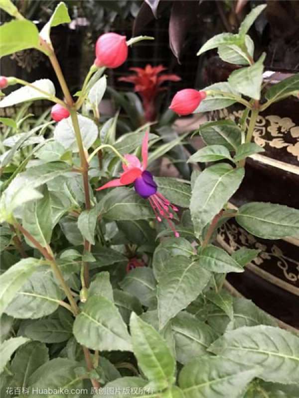 Spring cuttage upside-down Fuchsia