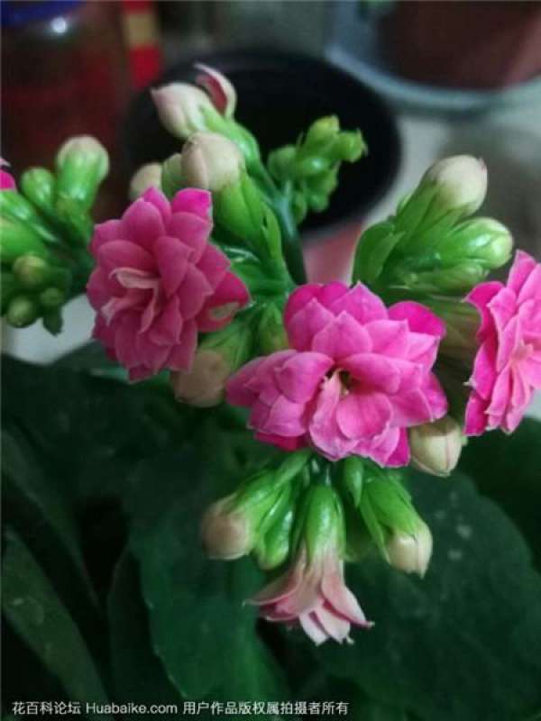 Spring cutting propagation of Kalanchoe blossfeldiana