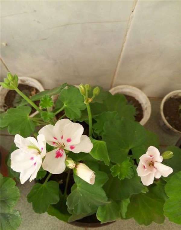 Rooting water can be used for cuttings