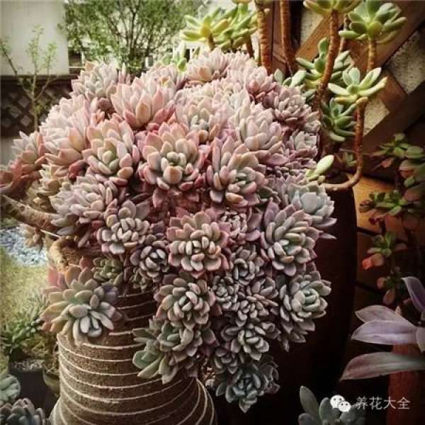 Decoration