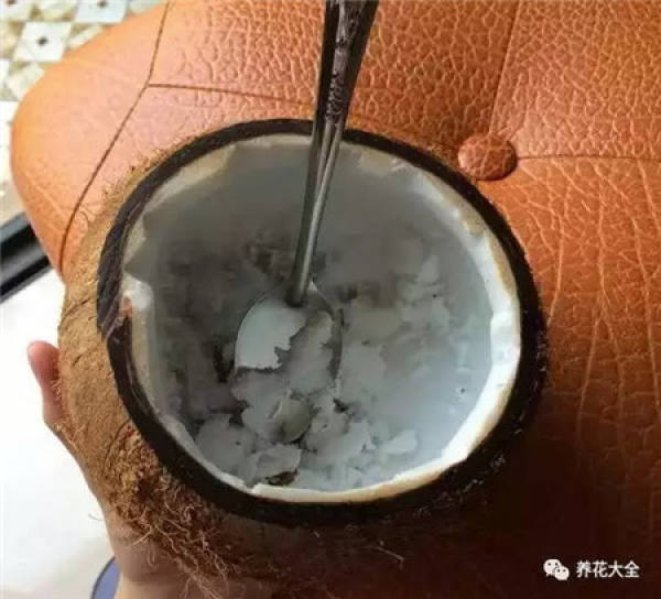 Coconut Shell Flower Pot