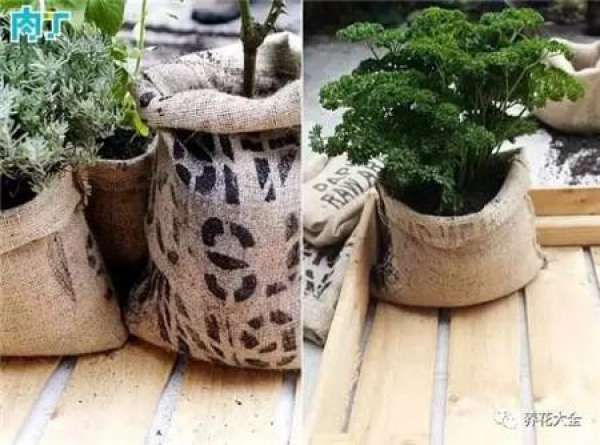 Coconut Shell Flower Pot
