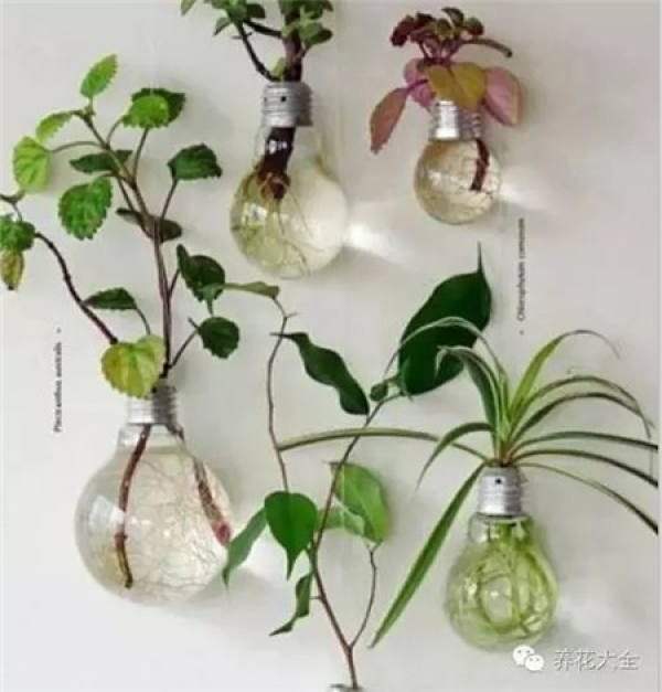Coconut Shell Flower Pot
