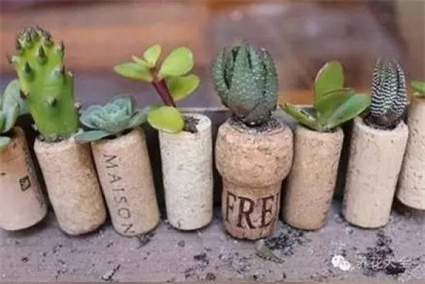 Coconut Shell Flower Pot
