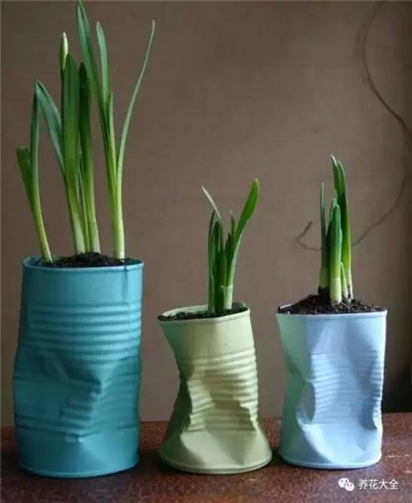 Coconut Shell Flower Pot