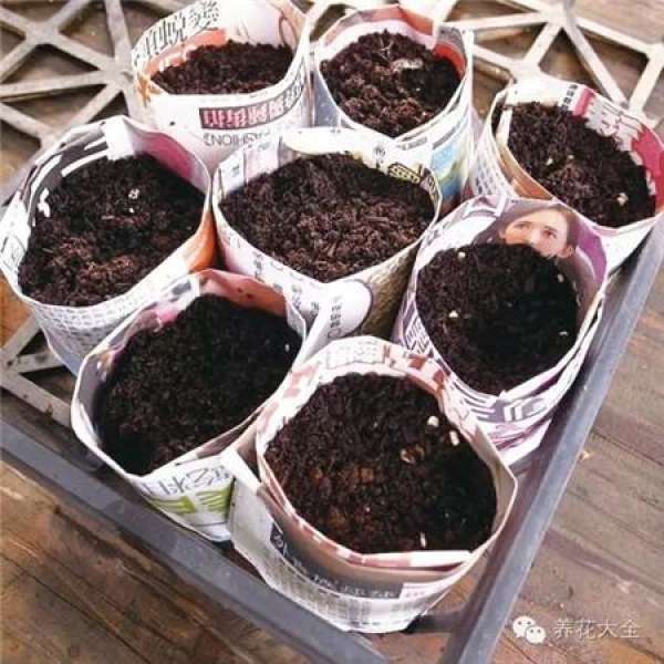 Newspaper seedling box