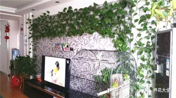 Water the fish tank with green radish