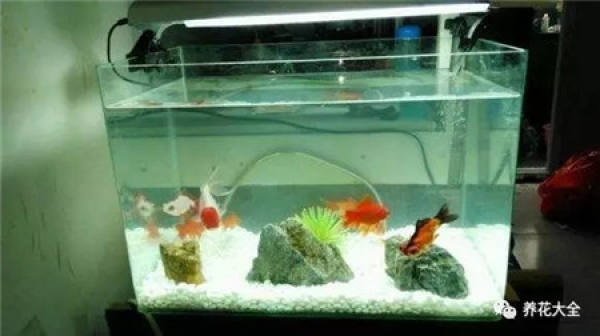 Water the fish tank with green radish