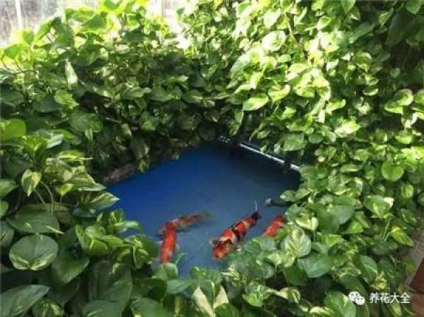 Water the fish tank with green radish