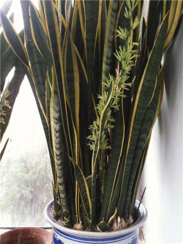 Water the fish tank with green radish