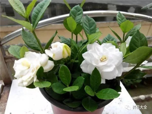 Water the fish tank with green radish