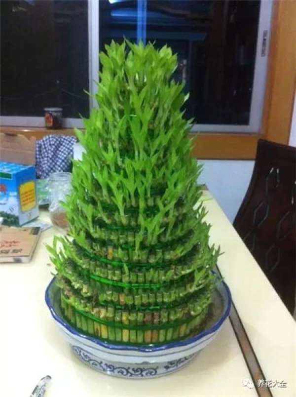 Water the fish tank with green radish