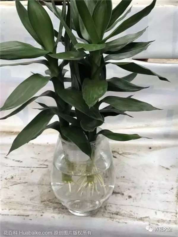 Water the fish tank with green radish