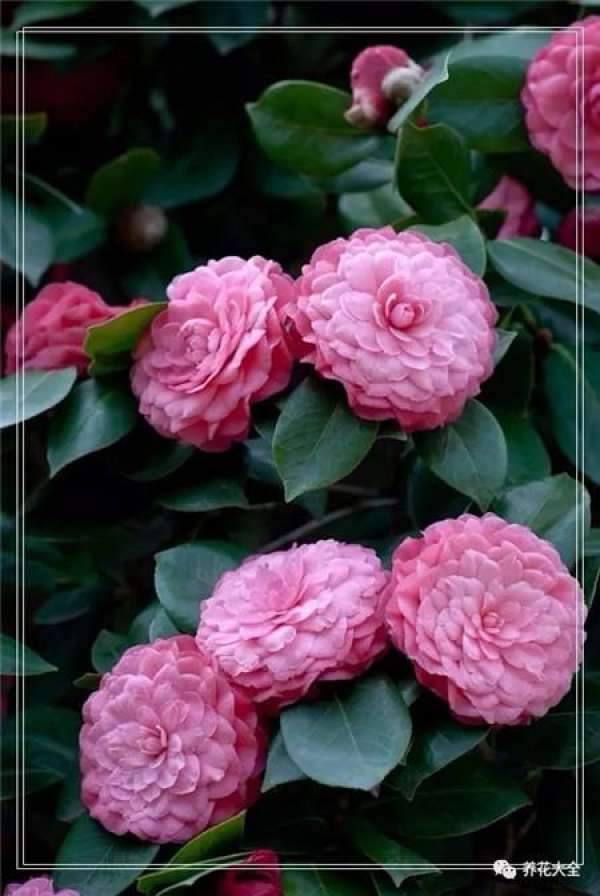 Why is it so good to water tea flowers with tea?