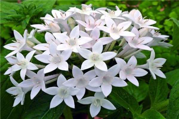Cuttage Method of Stellate Flower