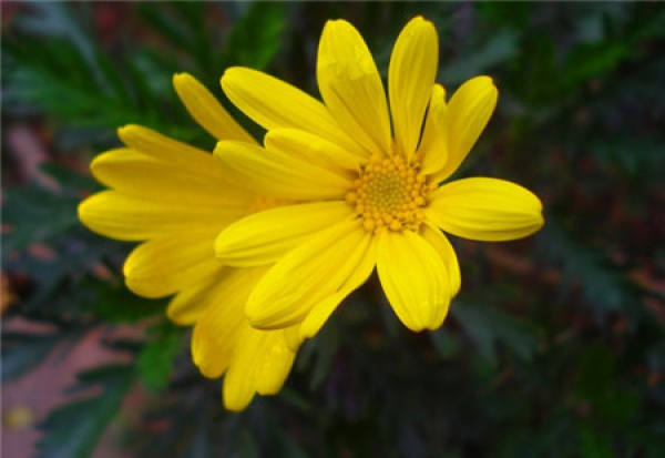 Cuttage method of Valentine chrysanthemum