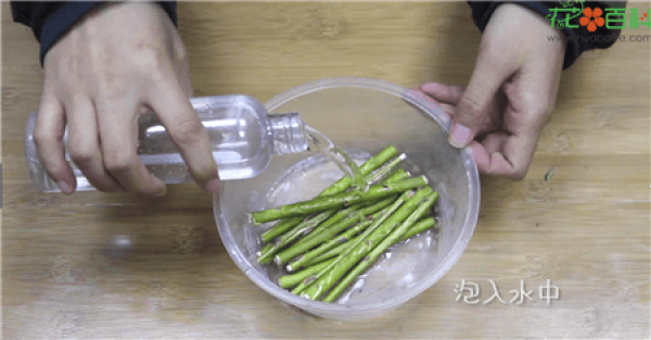 Stone: hydroponics machine