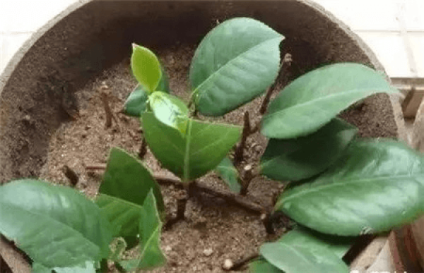 Stone: hydroponics machine