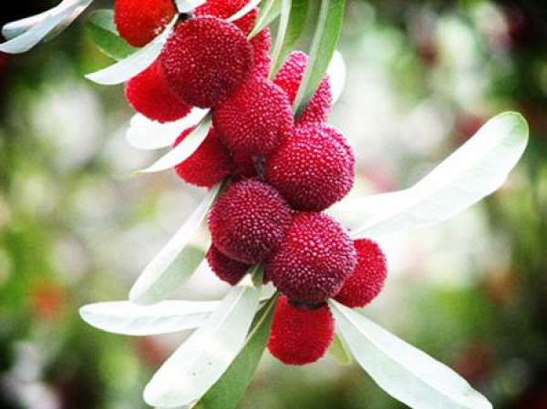 medicinal value of Bayberry