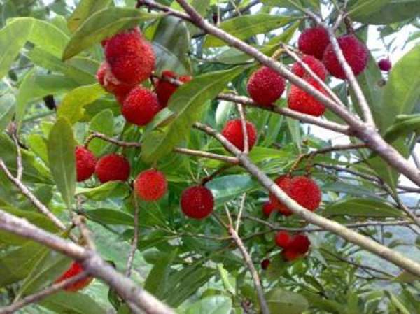 Water chestnut seed waxberry