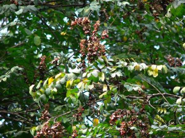 Water and fertilizer management of sea red bean