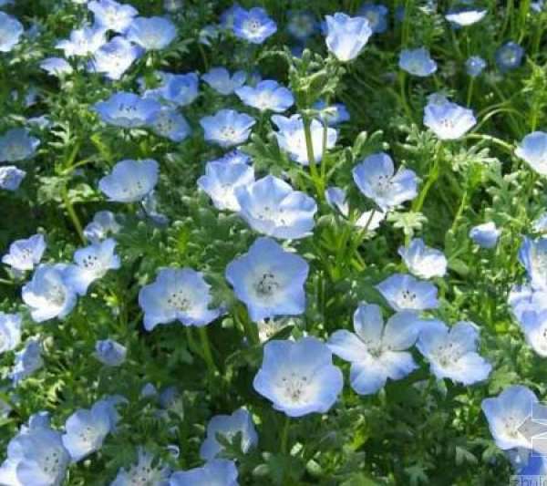The specific steps of sowing chrysanthemum