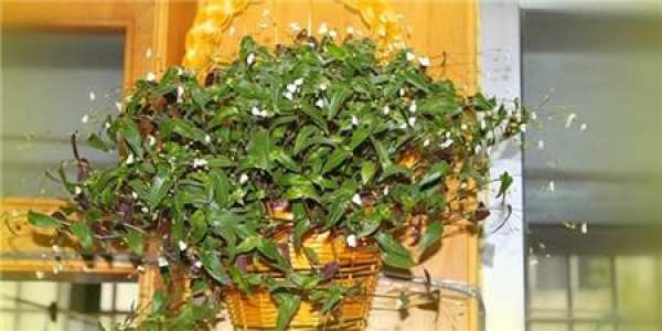 cutting propagation of Chlorophytum hybridum