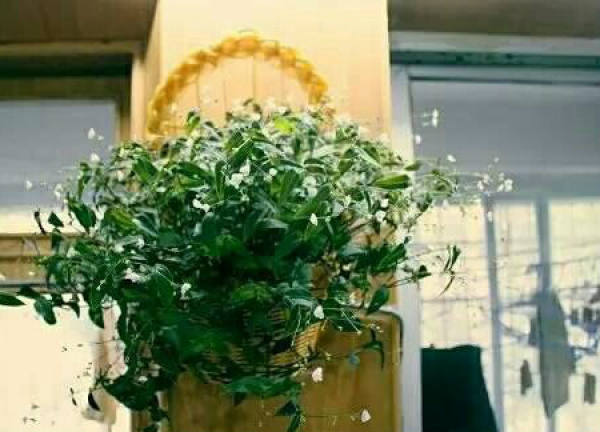 growth habit of wedding orchid