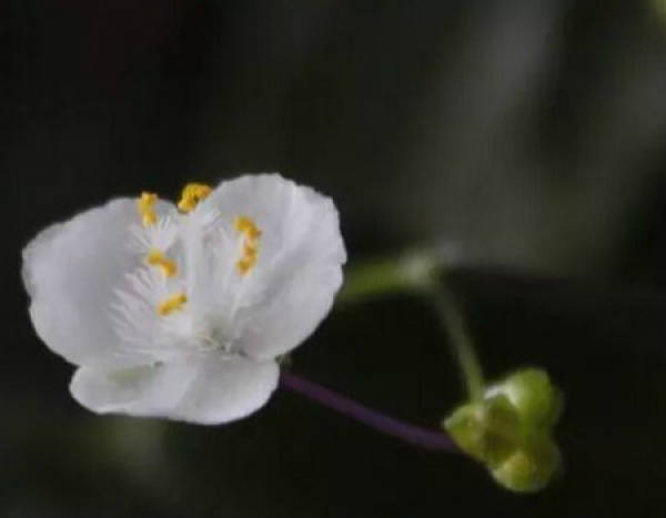 Cultivation method of bridal chlorophytum